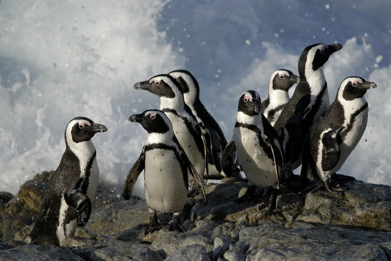De Hoop birds African Penguin - Around About Cars