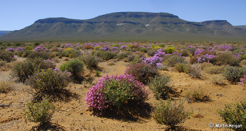 Karoo National Park - Around About Cars