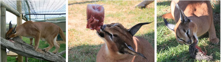 Caracal