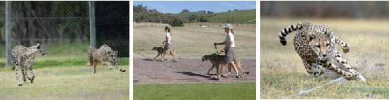 Cheetah Adult.