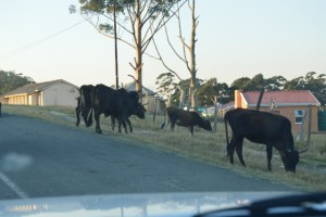 Free range.