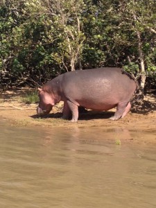Hippo at St. Lucia.