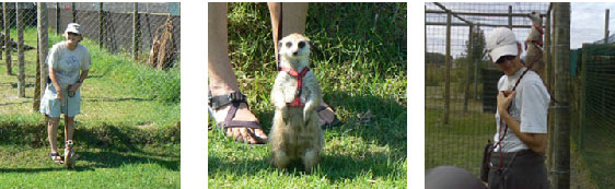 Meerkat.