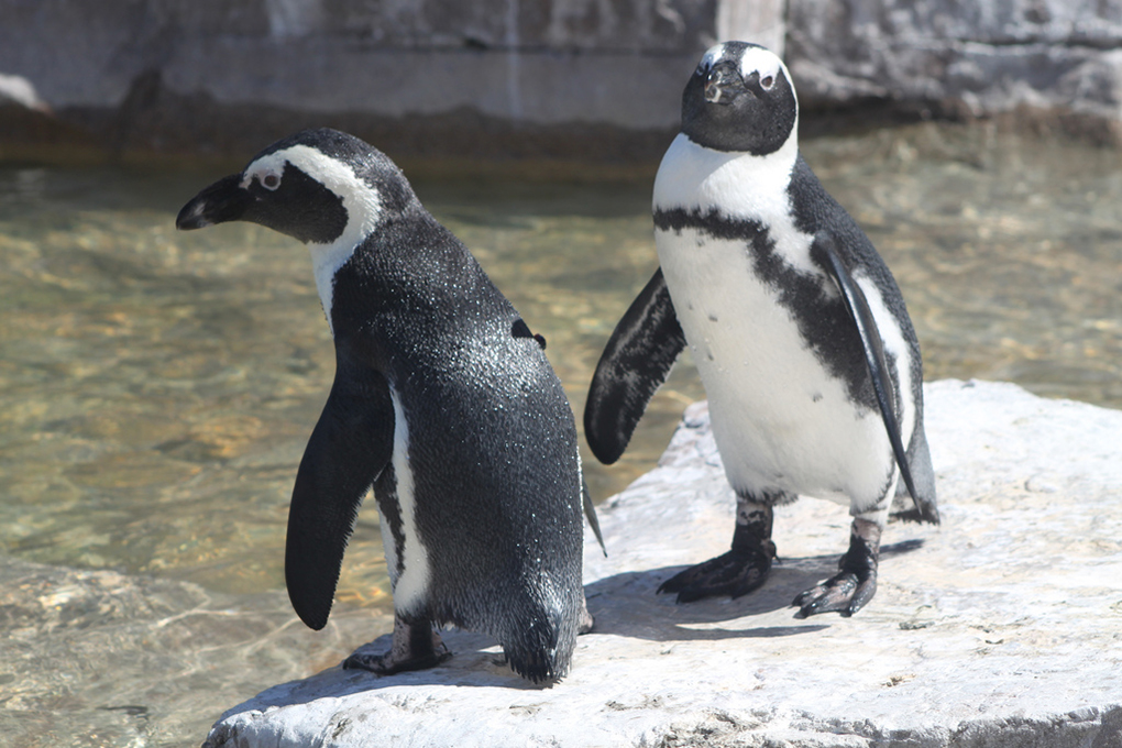 Penguins at SAMREC - Around About Cars