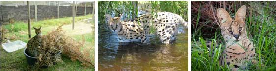 Serval.