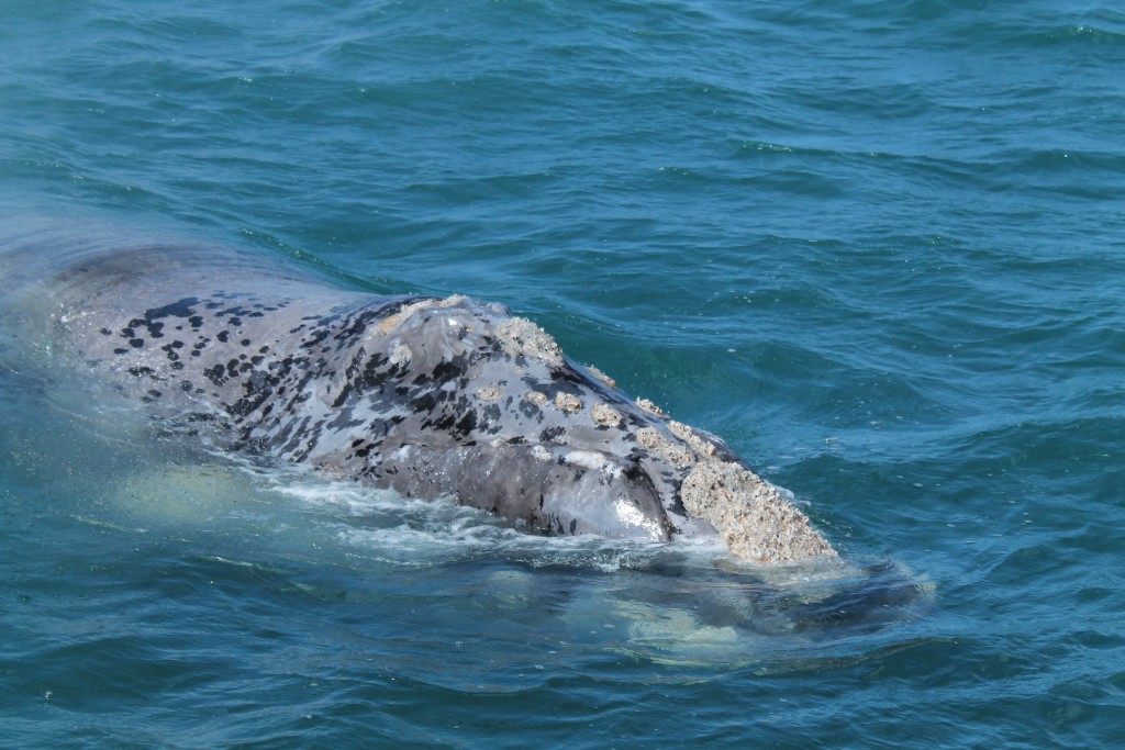 SOUTHERN RIGHT WHALE COMES TO SAY HELLO!