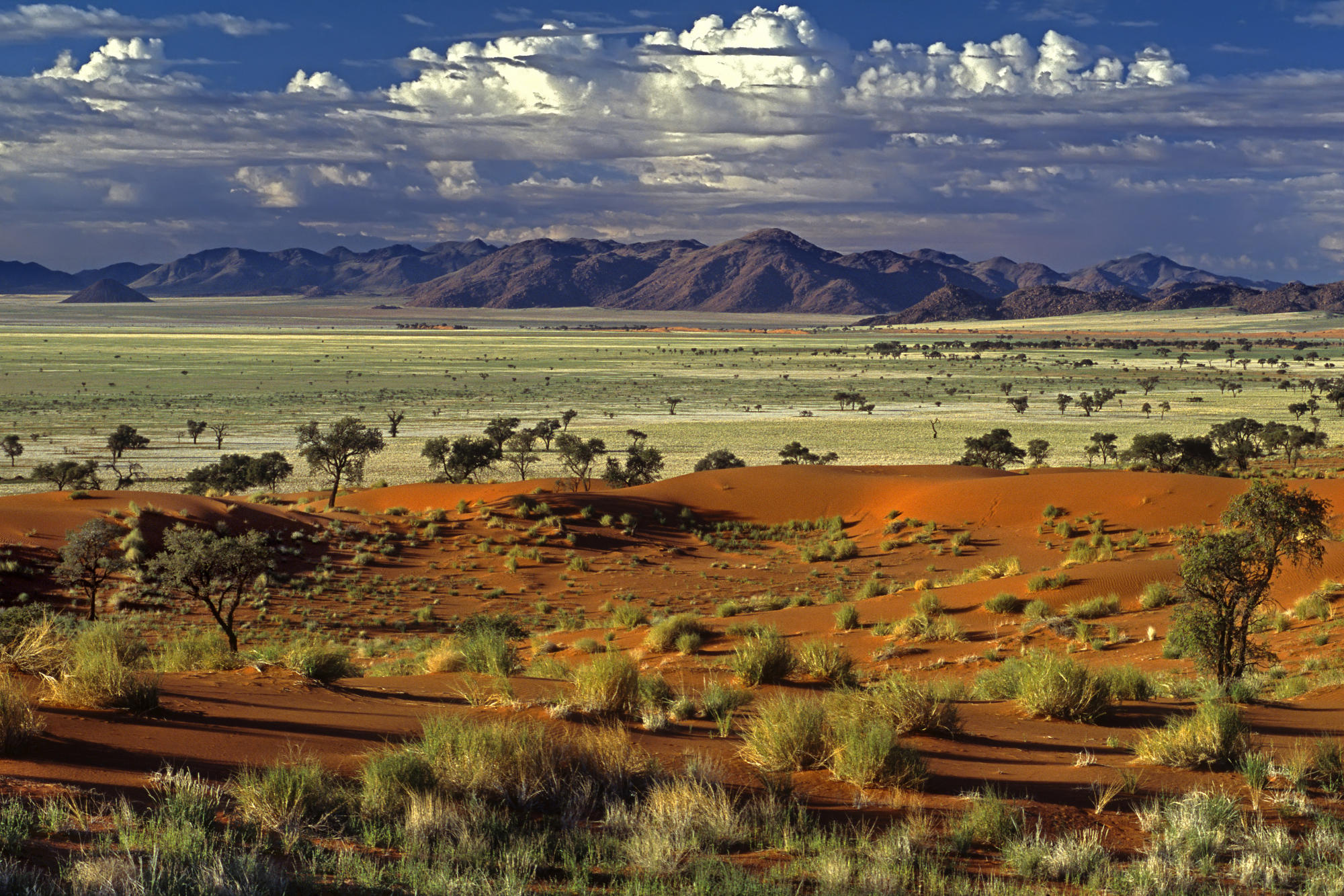Tok Tokkie Desert Landscape Nimibia.