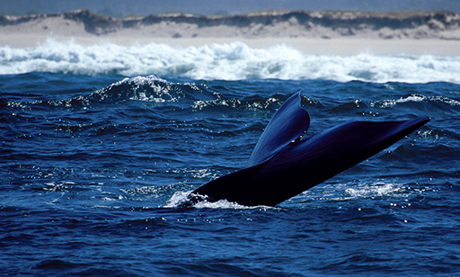 Whale Watching - Around About Cars