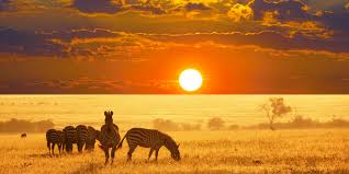 Zebra in Namibia.